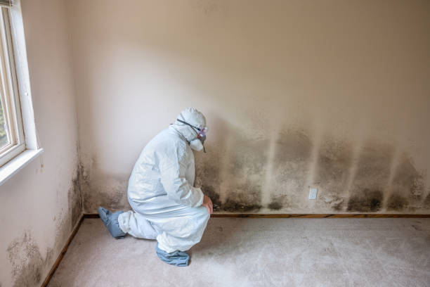 Best Basement Mold Removal  in Pennington, NJ